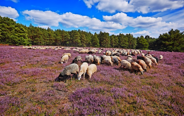 Heidschnucken in der Lüneburger Heide