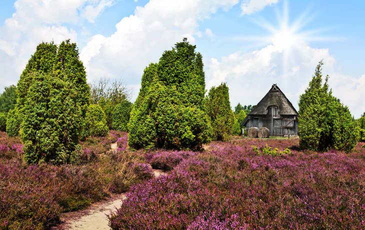 Sommer in der Lüneburger Heide, Deutschland