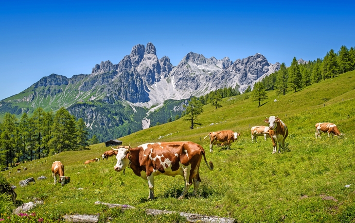 Panorama der Sulzenalm in Filzmoos