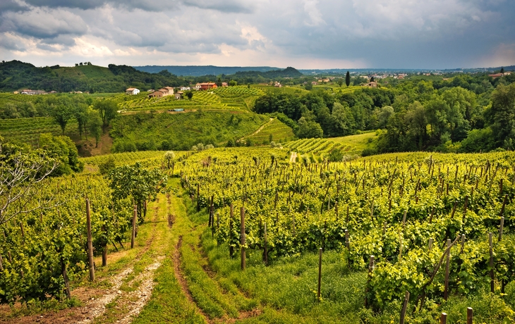 Prosecco Weinberge