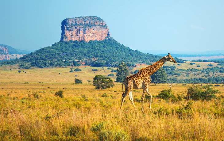 Giraffe im Kruger National Park