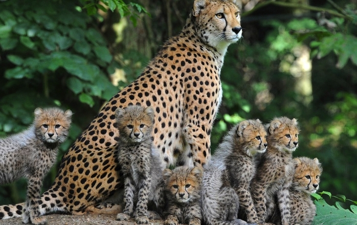 Burgers Zoo - Geparden