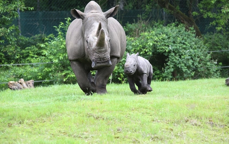 Burgers Zoo - Nashorn