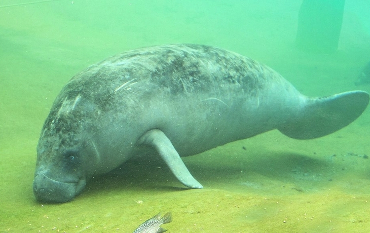 Burgers Zoo - Seekuh