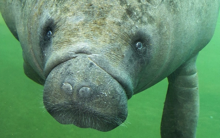 Burgers Zoo - Seekuh