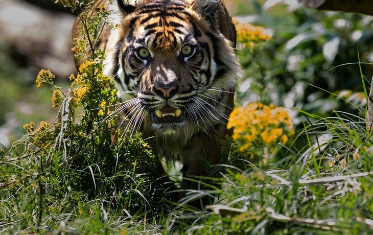 Burgers Zoo - Tiger